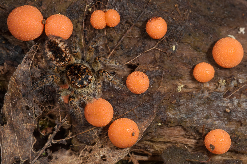 Philaeus chrysops - Follonica (GR)