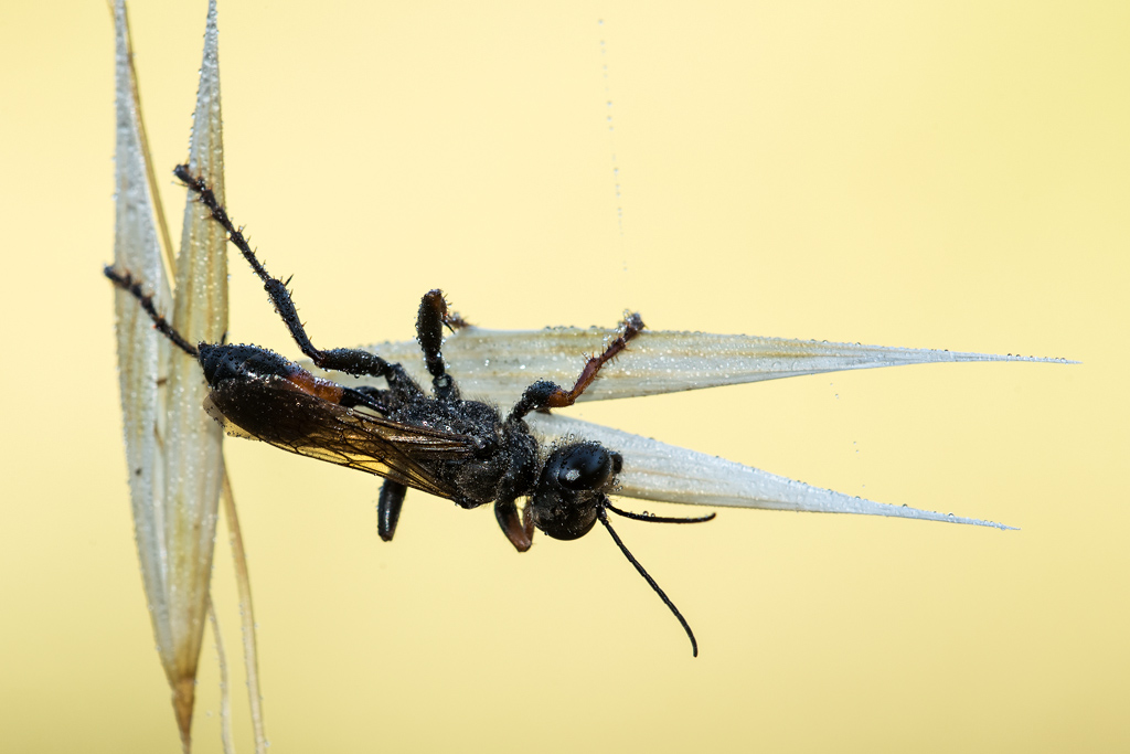 Sphecidae femmina:    cfr. Sphex funerarius