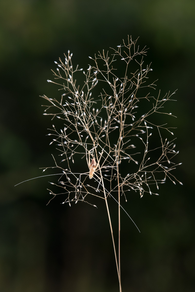 Piccola pianta con semini - Aira cfr. elegantissima