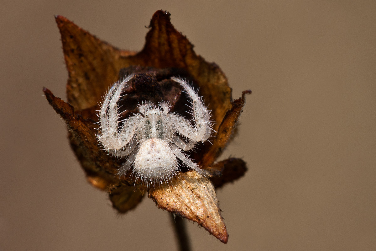 Tomiside peloso: giovane Heriaeus sp.