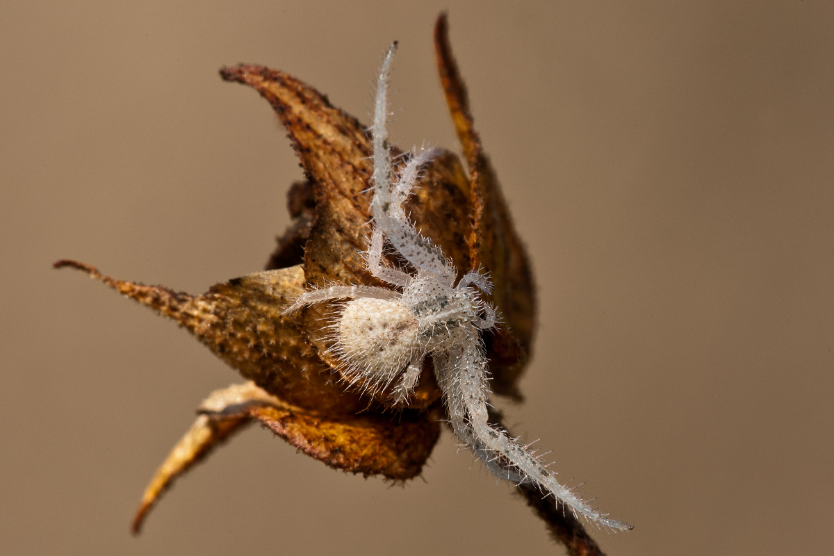 Tomiside peloso: giovane Heriaeus sp.