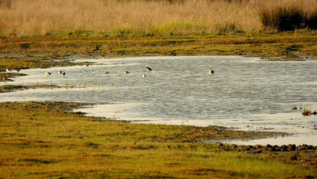 VOLONTANFIBI 2014: Parco Regionale MSRM