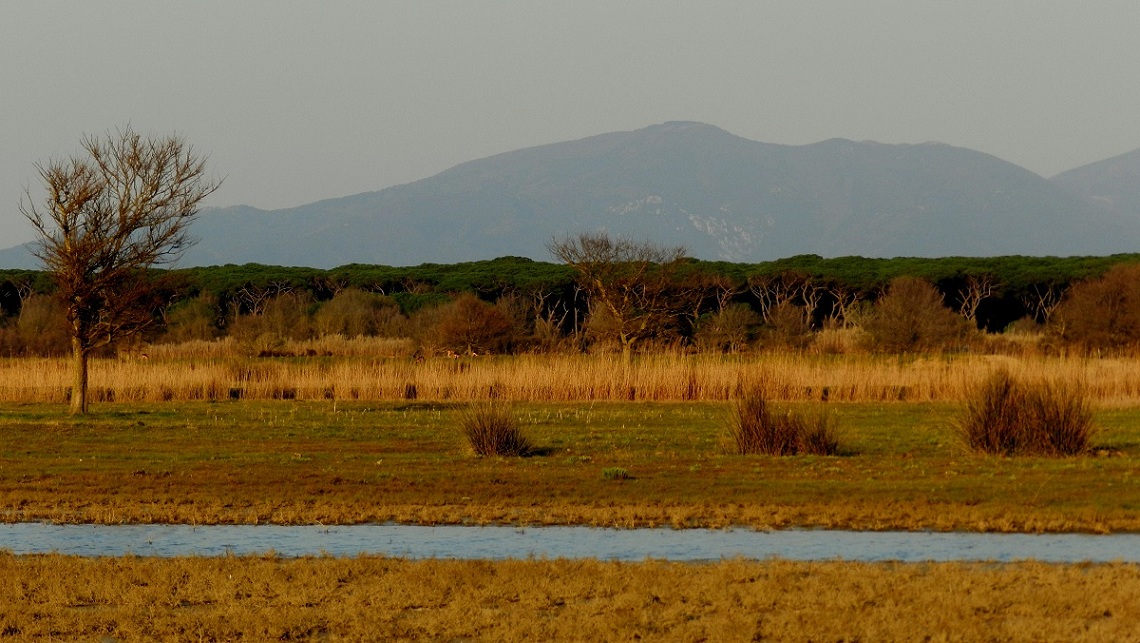 VOLONTANFIBI 2014: Parco Regionale MSRM