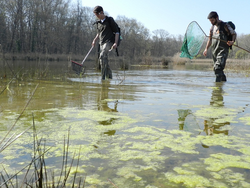 VOLONTANFIBI 2014: Parco Regionale MSRM