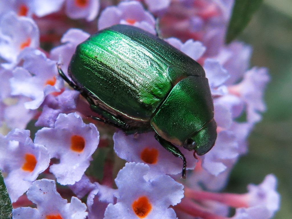 Cetoniidae? No, Anomala sp.