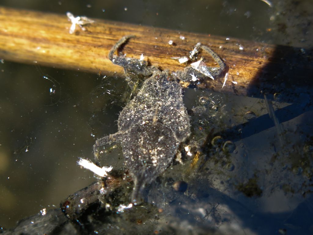 Nepidae: Nepa cinerea del Piemonte (VC)