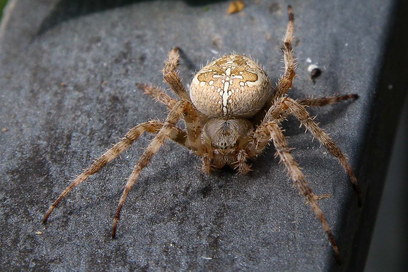 Araneus diadematus