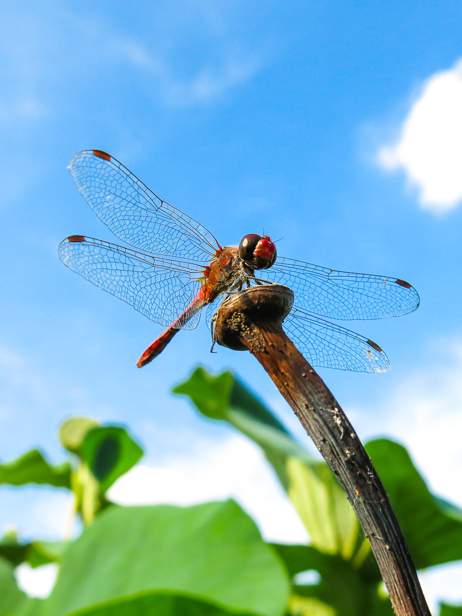 id libellula - Sympetrum sanguineum