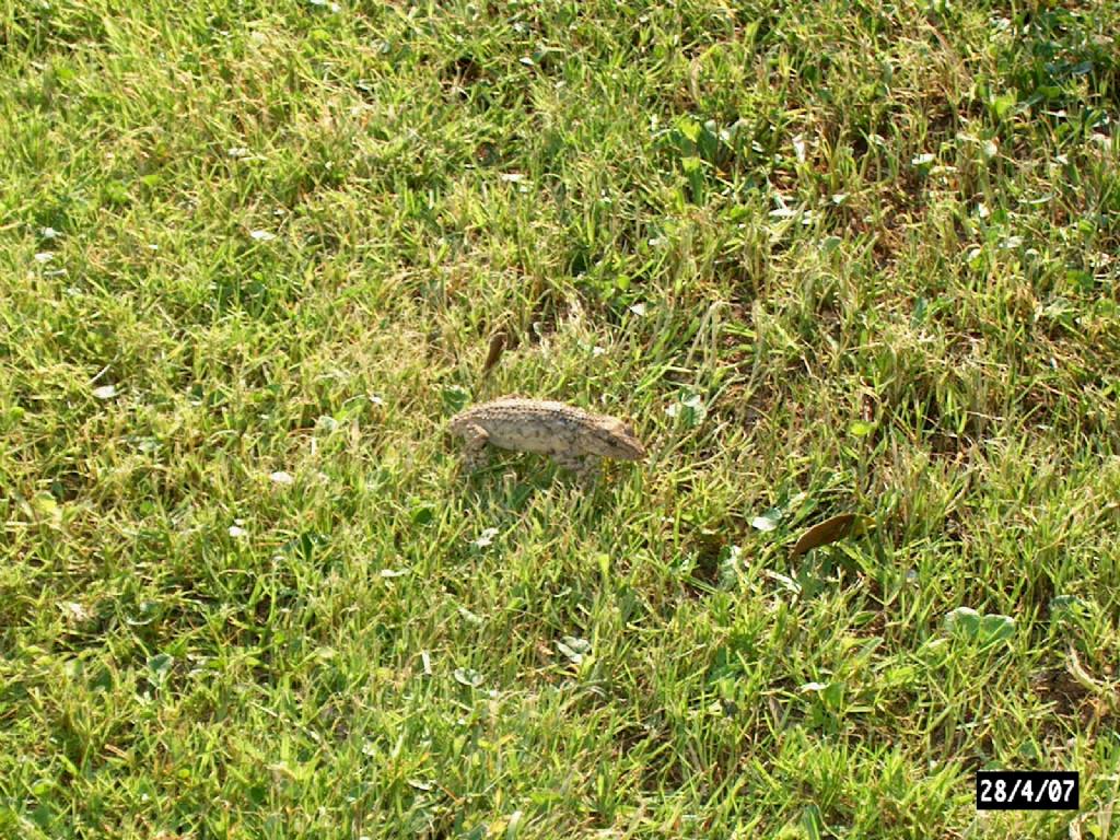 Geco comune / Tarentola mauretanica