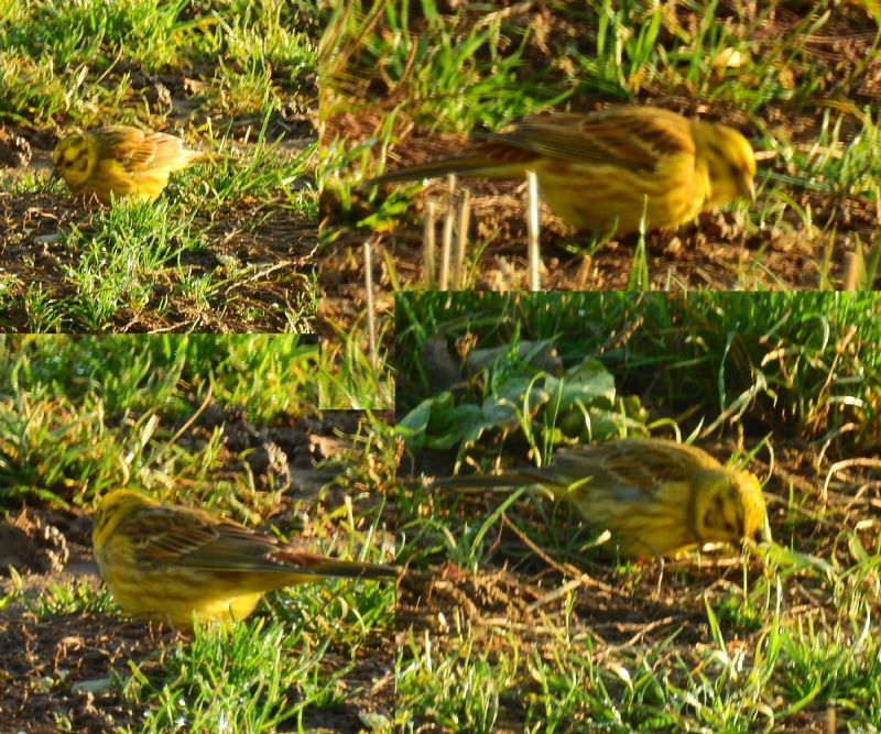 Zigolo giallo - conferma ?