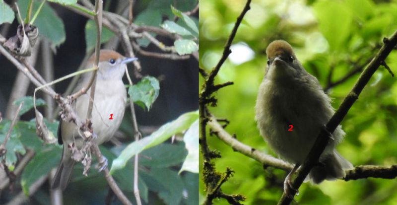 Identificazione uccellini:  Capinere, maschi e femmine