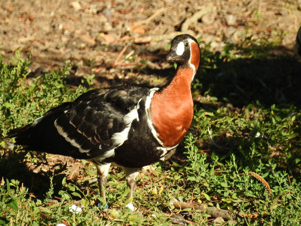 Palmipede da identificare