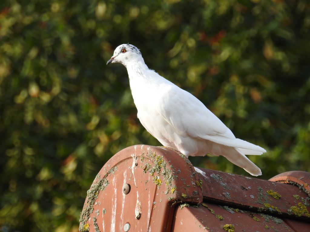 Piccione albino o bianco ?