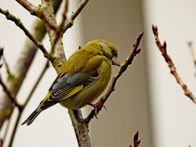 Verdone (Chloris chloris)