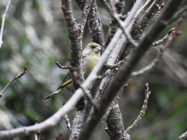 Verdone (Chloris chloris)