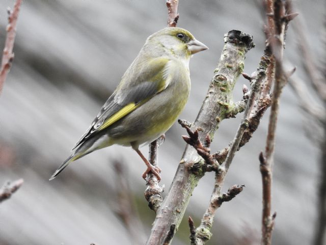 Verdone (Chloris chloris)