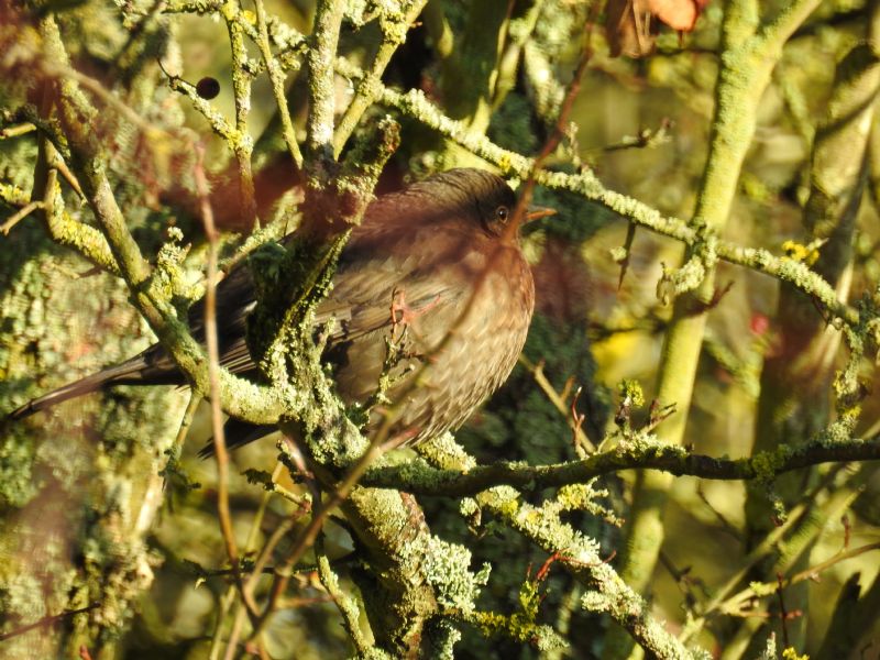 ID Uccellino:  Merlo (Turdus merula), femmina