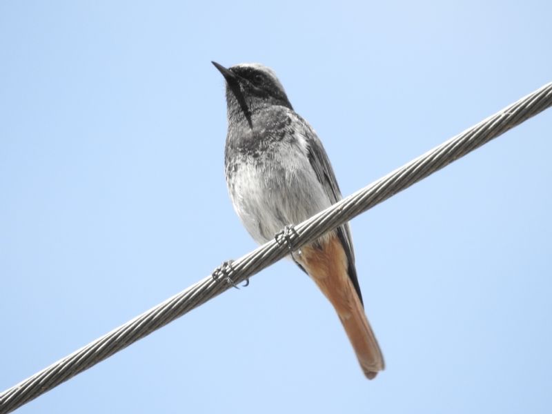 Codirosso spazzacamino (Phoenicurus ochruros),... forse ibridato con Codirosso comune