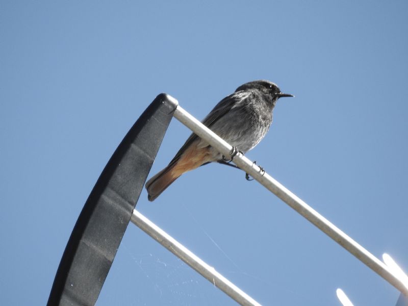 Codirosso spazzacamino (Phoenicurus ochruros),... forse ibridato con Codirosso comune