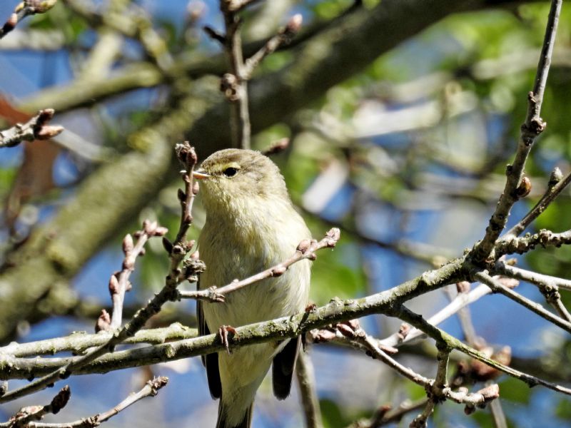 Lu piccolo (Phylloscopus collybita)