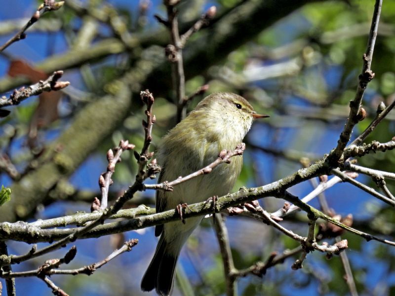 Lu piccolo (Phylloscopus collybita)