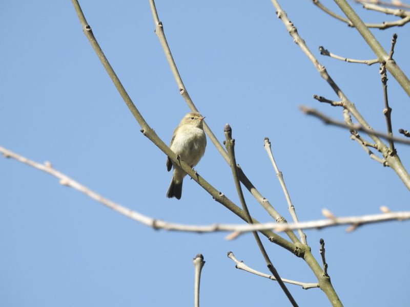 Lu piccolo (Phylloscopus collybita)