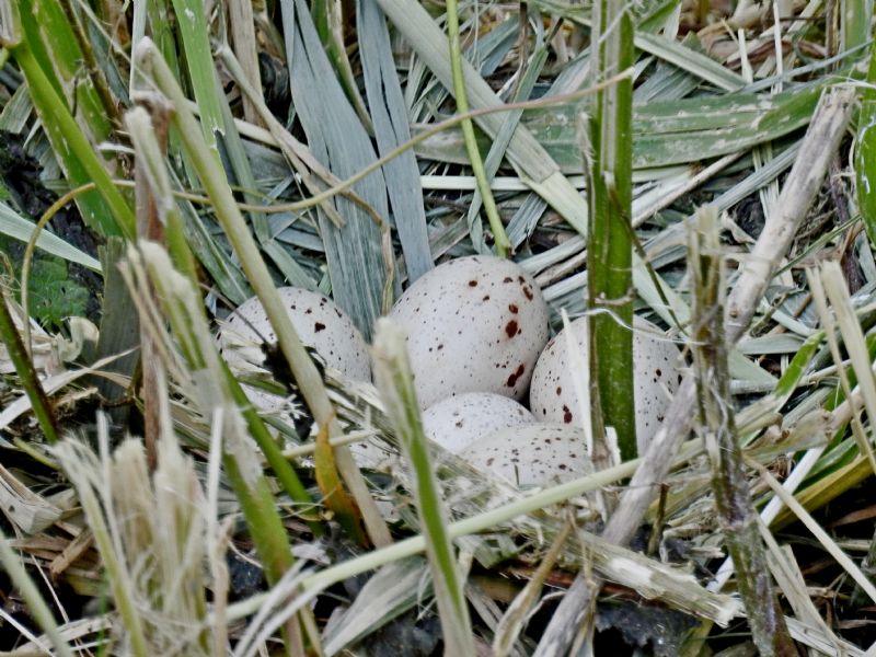 Gallinella d''acqua (Gallinula chloropus)