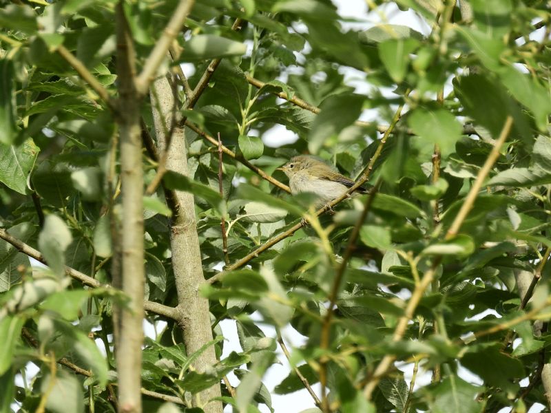 Lu...ma quale?   Lu piccolo ((Phylloscopus collybita)