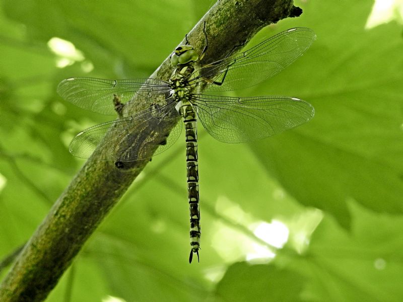 Aeshna cyanea, giovane femmina