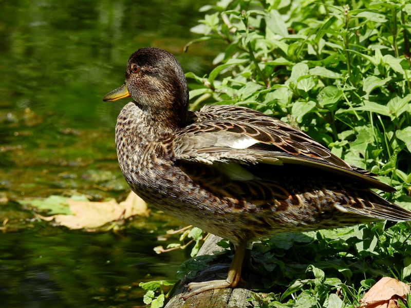 Alzavola (Anas crecca)