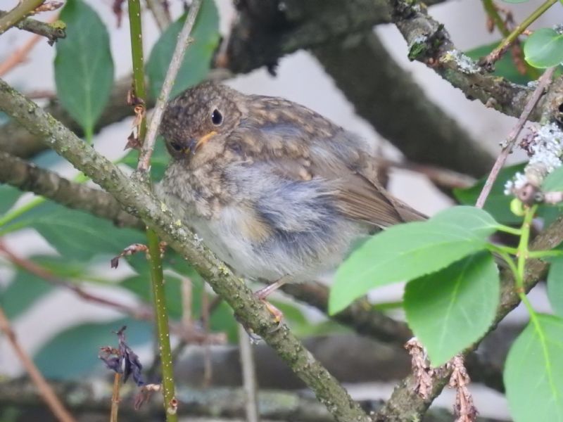 ID uccellino: Pettirosso (Erithacus rubecula) juv.