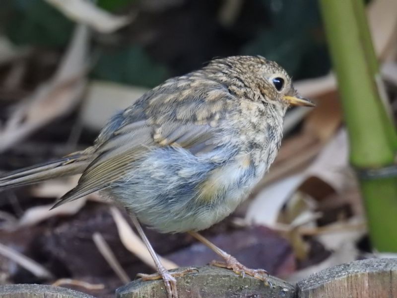 ID uccellino: Pettirosso (Erithacus rubecula) juv.