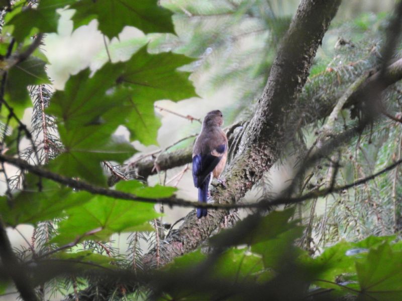 Uccellino sconosciuto: giovane Ciuffolotto (Pyrrhula pyrrhula)