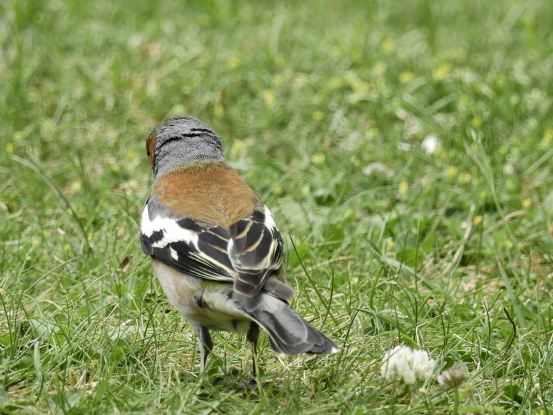 Uccellino sconosciuto: giovane Ciuffolotto (Pyrrhula pyrrhula)