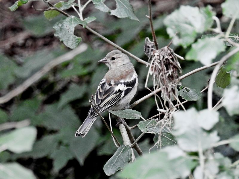 Fringuello Juvenile