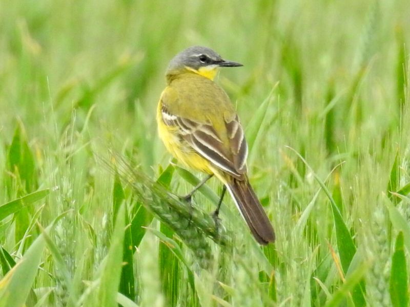 Cutrettola (Motacilla flava cinereocapilla)