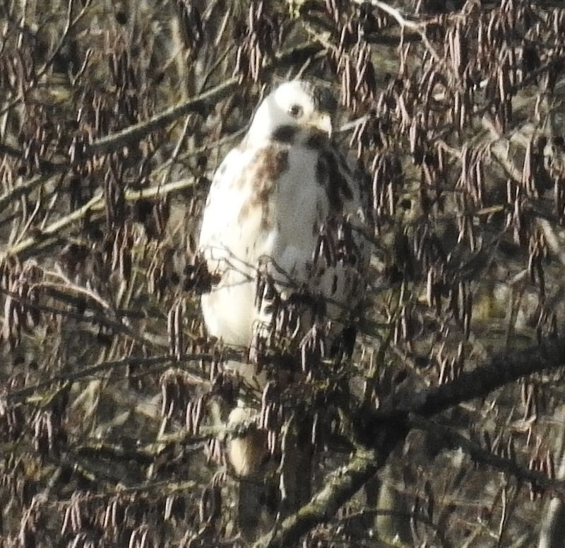 Poiana / Buteo Buteo (di nuovo)