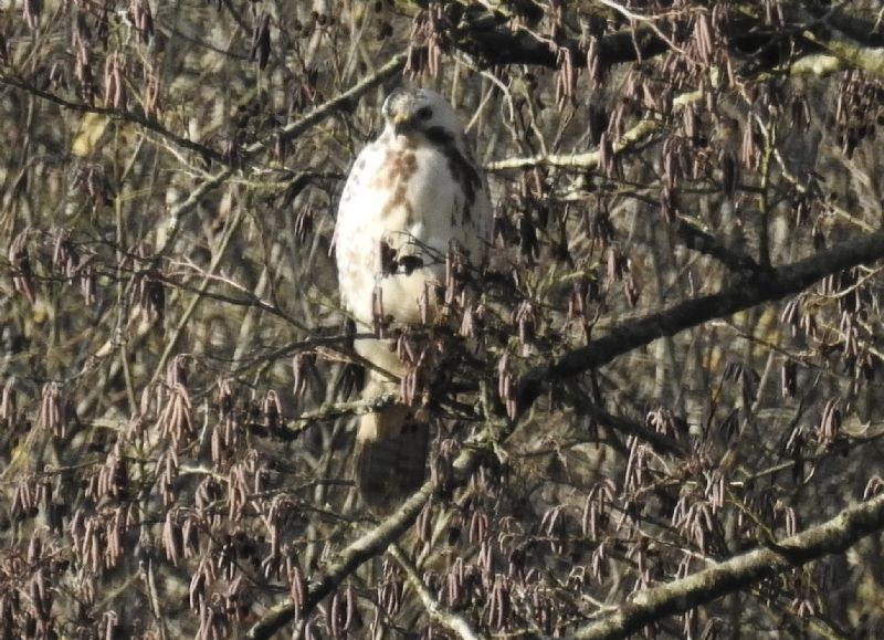 Poiana / Buteo Buteo (di nuovo)