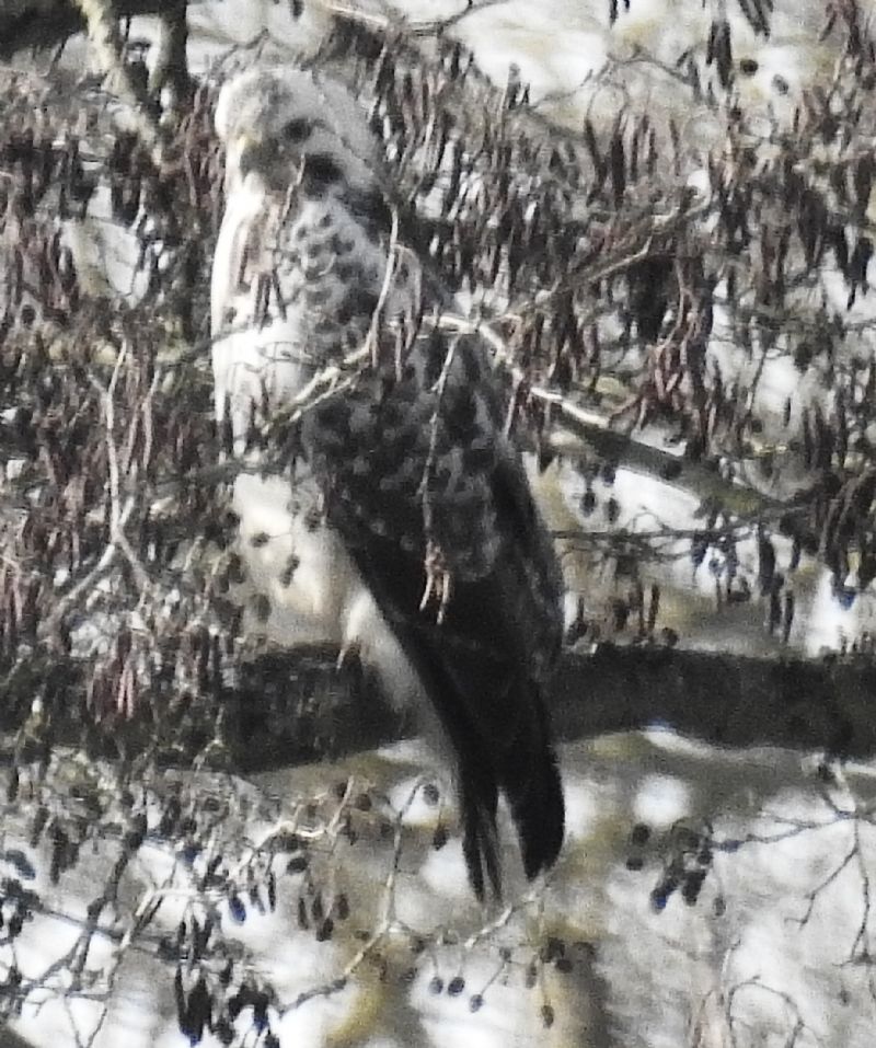 Poiana / Buteo Buteo (di nuovo)