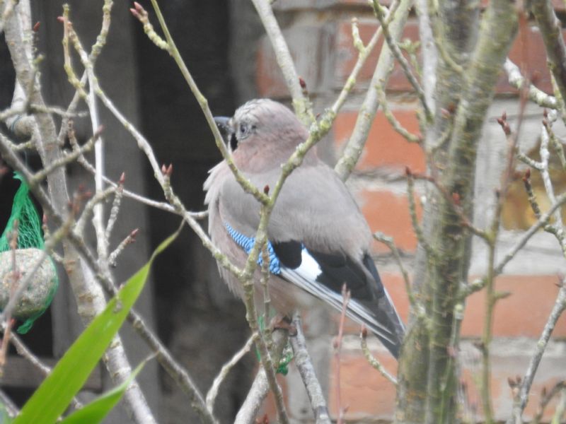 Ghiandaia (Garrulus glandarius)