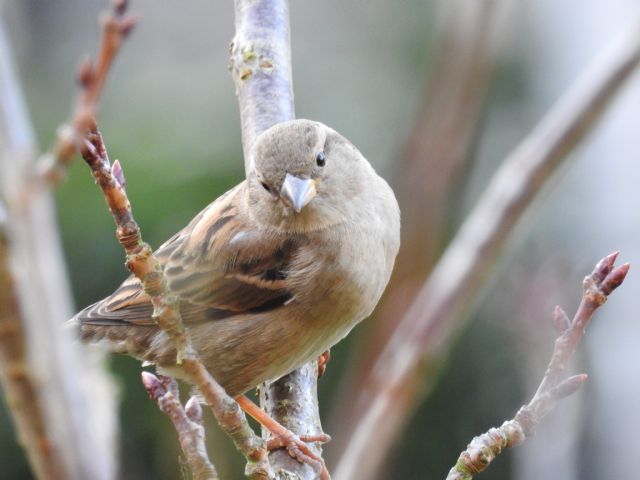 Passer domesticus?...Passer italie, femmina