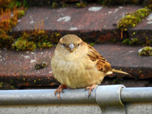 Passer domesticus?...Passer italie, femmina