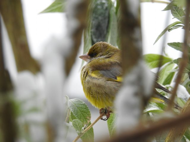 Verdone (Chloris chloris) .... dorme