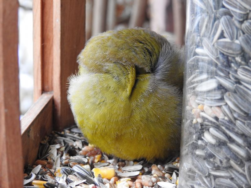 Verdone (Chloris chloris) .... dorme