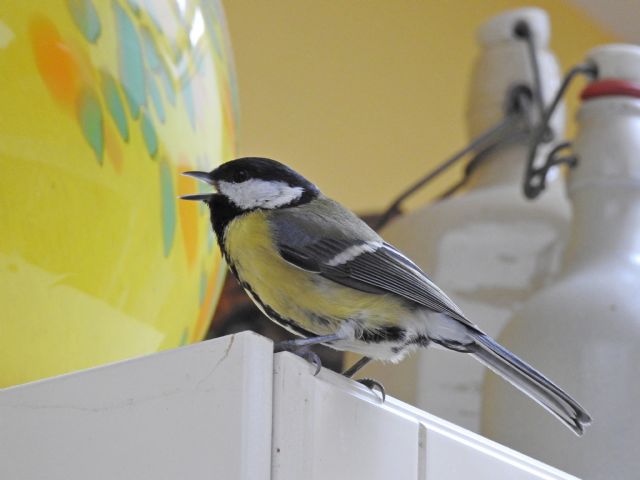 Cinciallegra (Parus major) ......in casa