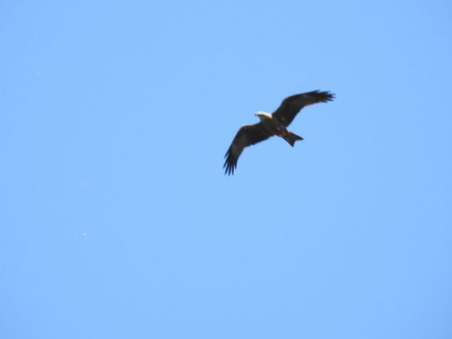 ID Rapace:  Nibbio bruno (Milvus migrans)