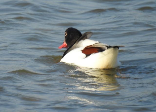 Id. Anatidae: Volpoca (Tadorna tadorna)