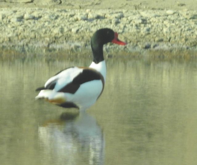 Id. Anatidae: Volpoca (Tadorna tadorna)