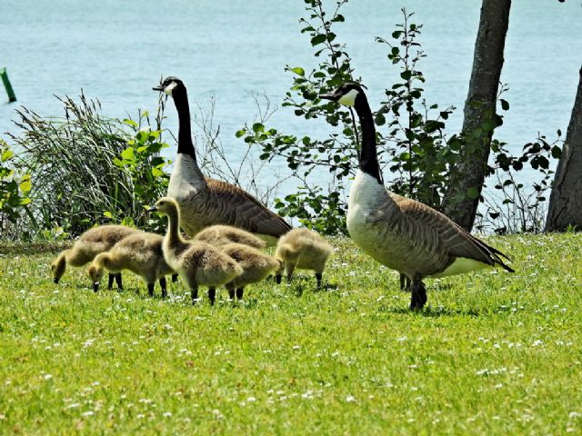 Oca del Canada (Branta canadensis)