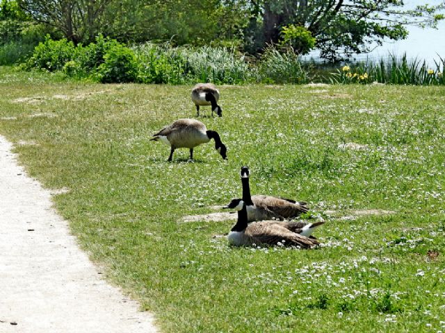 Oca del Canada (Branta canadensis)